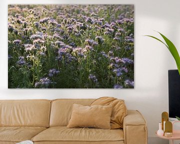 Viooltjes phacelia, phacelia, bijenvriend, tufted beauty van Karina Gebert