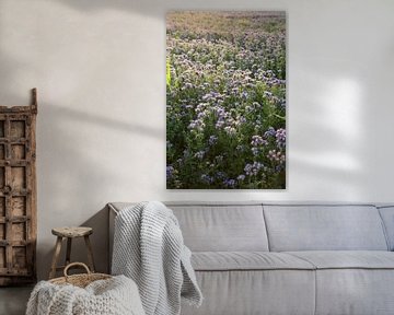 Viooltjes phacelia, phacelia, bijenvriend, tufted beauty van Karina Gebert