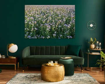 Viooltjes phacelia, phacelia, bijenvriend, tufted beauty van Karina Gebert