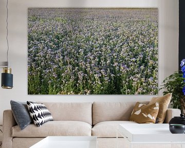 Viooltjes phacelia, phacelia, bijenvriend, tufted beauty van Karina Gebert