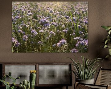 Viooltjes phacelia, phacelia, bijenvriend, tufted beauty van Karina Gebert