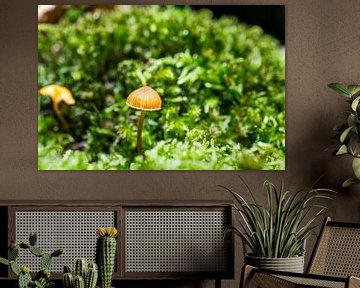 Oude paddenstoelen in het bos van Andreas Völkel