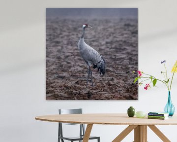 Kraanvogel 01 van Ruud Peters