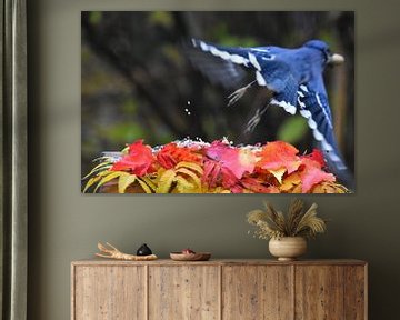 A blue jay at the feeder in the fall by Claude Laprise