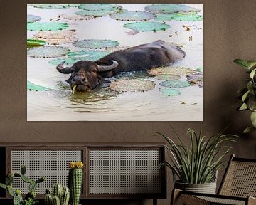 Water buffel in Sri Lanka
