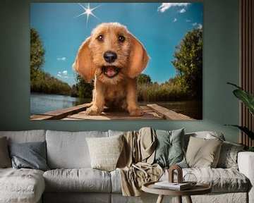 Lachende hond van natasja noordervliet