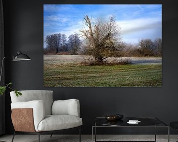 Winterlandschap met een vrijstaande boom van ManfredFotos
