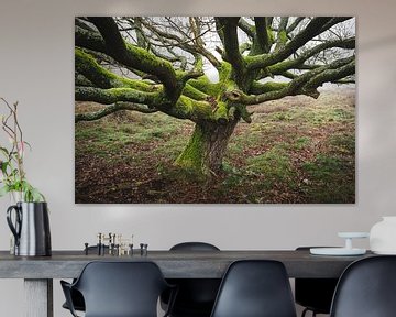 Winter oak