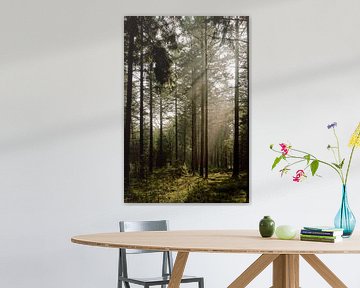 Zonnestralen in het bos van Jolijn Gommans