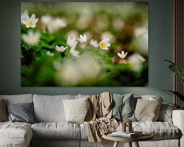 Bosanemonen in bloei in de lente van Catrin Grabowski