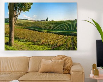 Cipres en Chianti wijngaarden, Toscane van Stefano Orazzini