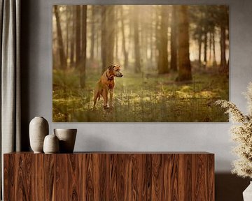rhodesian ridgeback in the forest by Marianne Nijkamp