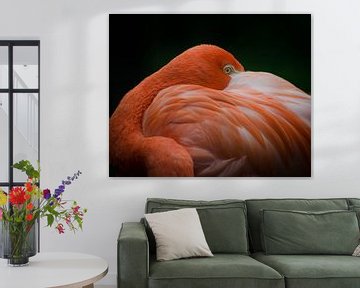 Flamingo by Eduard van Holland