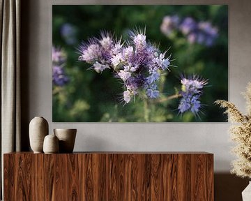 bijenvriend, tufted beauty, tansy phacelia, phacelia van Karina Gebert