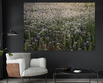 bijenvriend, tufted beauty, tansy phacelia, phacelia van Karina Gebert