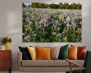 bijenvriend, tufted beauty, tansy phacelia, phacelia van Karina Gebert