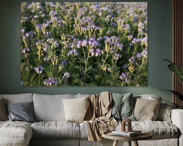 bijenvriend, tufted beauty, tansy phacelia, phacelia van Karina Gebert