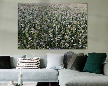 bijenvriend, tufted beauty, tansy phacelia, phacelia van Karina Gebert