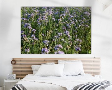 bijenvriend, tufted beauty, tansy phacelia, phacelia van Karina Gebert