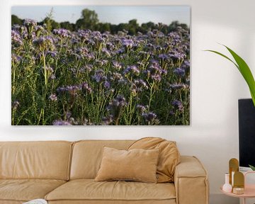 bijenvriend, tufted beauty, tansy phacelia, phacelia van Karina Gebert