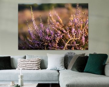 Heather in the morning light | Posbank | Veluwezoom | Rheden | Gelderland | Holland by Rebecca van der Schaft