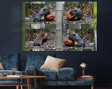 Maus mit Walnuss von whmpictures .com