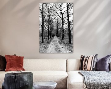 Tree lane in black and white by whmpictures .com