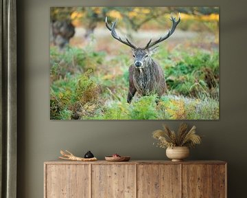 Red deer