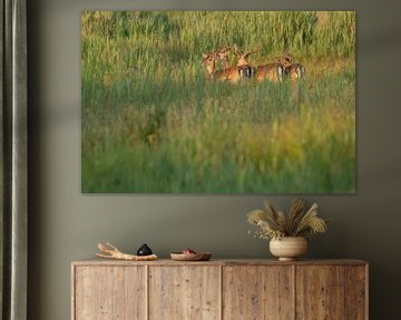 Fallow deer
