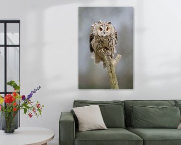 Long-eared owl