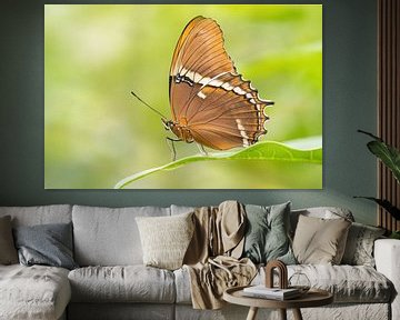 Tropical butterfly