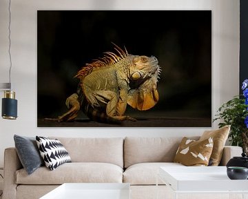 Iguanas