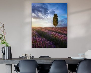 Lavendelvelden en cipressen bij zonsondergang, Toscane van Stefano Orazzini