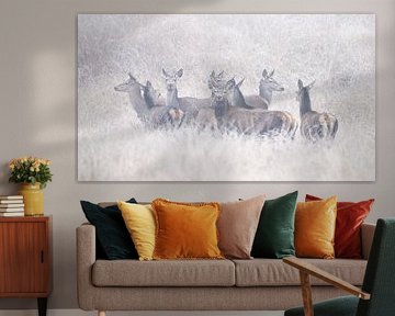 Between the Fog and the Fields