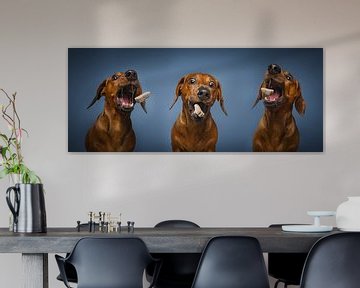 Dackelhund Welpe von Patrick Reymer