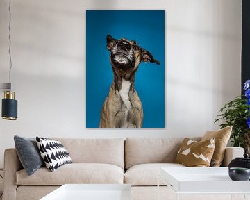 Wölfe Hunde von Patrick Reymer
