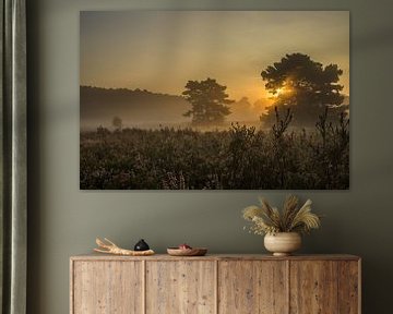 Morning light on the Brunssummer Heath  by Peter Lambrichs