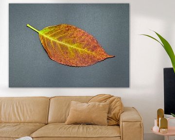 Autumn leaves in perfection