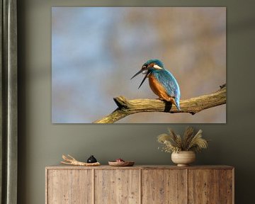 IJsvogel met braakbal van Tanja van Beuningen