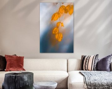 Beukenblad als lichtjes in een donker jaargetijde