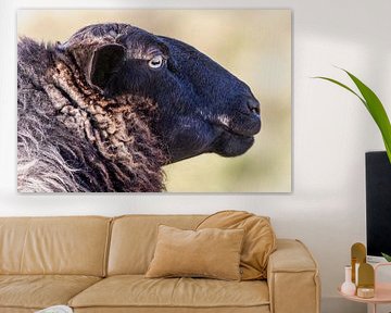 Schaap