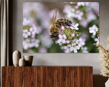 Honingbij op bloem van Christophe Fruyt