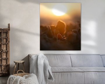 Sunrise in Frozen Silence: An Ode to Autumn by bart dirksen