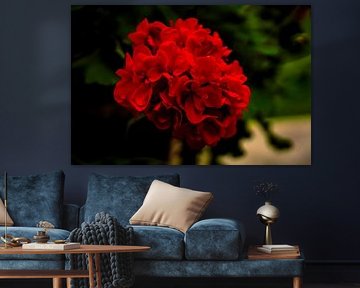 Geranium in vivid contrast by Roelof den Ouden