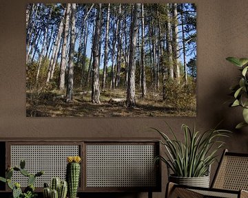 Licht und Schattenspiel im Wald im Sommer