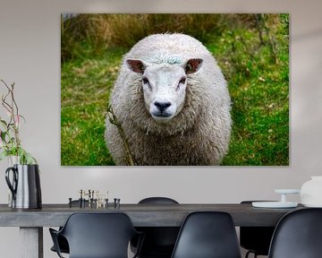 Sheep, wet by Peter Marinus