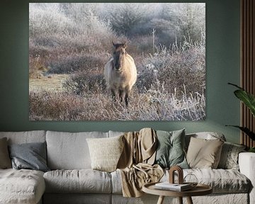 wild paard, konikpaard, paarden van M. B. fotografie