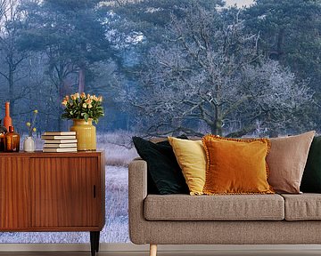 Nature reserve National Park Dwingelderveld (Drenthe) - Netherlands