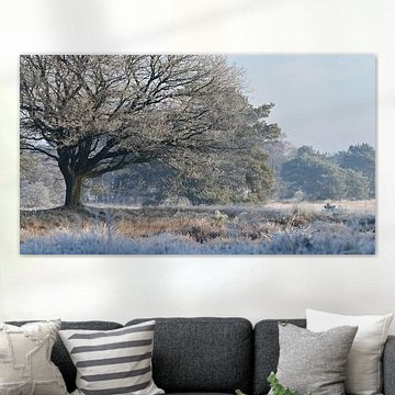 Mooie uitwaaierende boom in winters landschap