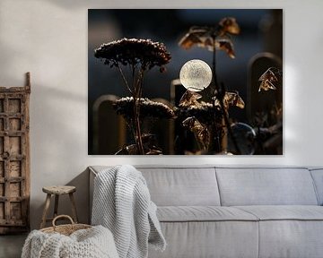 Still life frozen bubble by Marjolijn Houwing